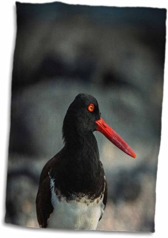 3dRose Danita Delimont-Kuşlar-Amerikan İstiridye Avcısı, Galapagos, Ekvador. - Havlular (twl-228961-3)